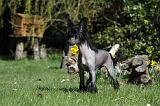CHIEN NU CHINOIS 012
